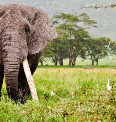 Auf einer Tansania Safari Reise im Ngorongoro Krater einem riesigen Elefanten begegnet