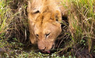 kenia safari auf eigene faust