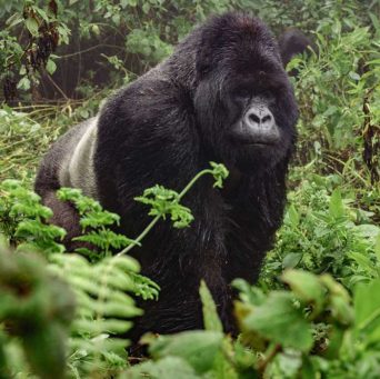 Auf Uganda Safari Reisen einem Berggorilla im Bwindi Nationalpark begegnet