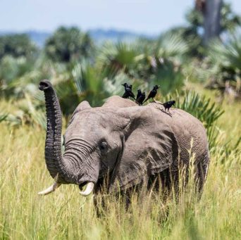 Elefant wird von Vögeln belagert im Murchison Falls während einer Uganda Safari Reise