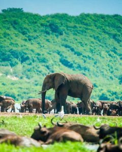 Elefant in Büffelherde im Queen Elizabeth Nationalpark bei einer Uganda Safari Reise